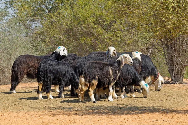 阿拉伯 Nadji 阿拉伯半岛纳吉德地区的国内绵羊品种 — 图库照片