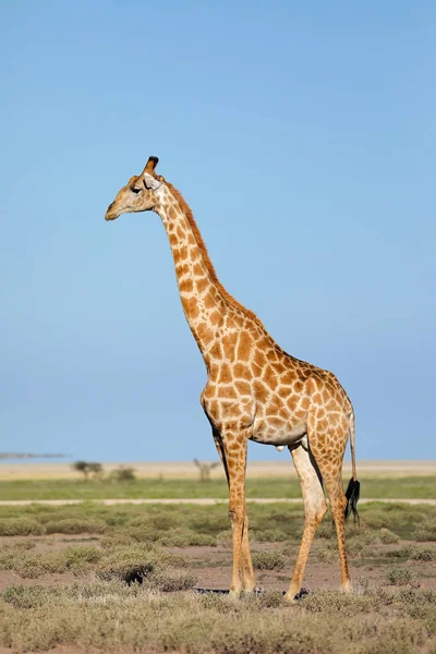 Una Jirafa Giraffa Camelopardalis Las Llanuras Del Parque Nacional Etosha — Foto de Stock