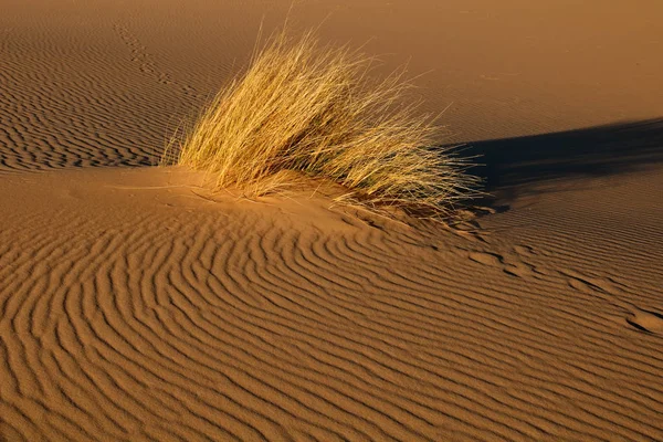 Woestijn Landschap Met Rode Zandduin Gras Zuid Afrika — Stockfoto