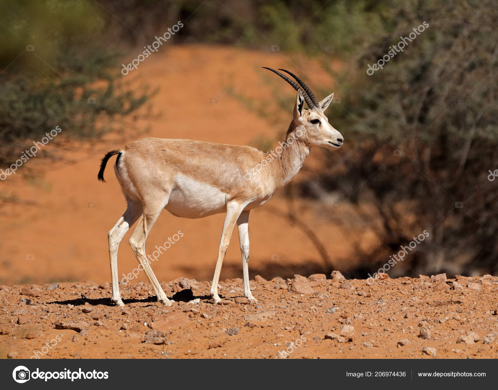 Gazelle Images Royalty Free Stock Gazelle Photos Pictures Depositphotos Gazelle Images Royalty Free Stock Gazelle Photos Pictures Depositphotos