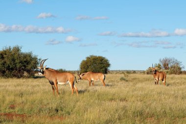 Nadir meşin antilop (Hippotragus equinus) doğal ortamlarında, Güney Afrika