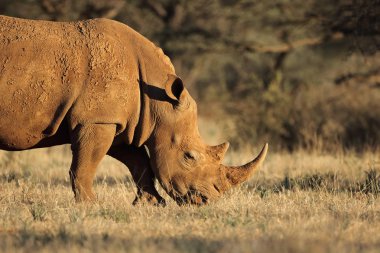 Doğal yaşam alanı, Güney Afrika otlatma beyaz bir gergedan (Ceratotherium simum)