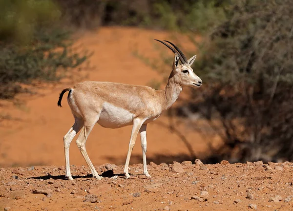 Gacela Arenosa Hembra Gazella Marica Península Arábiga —  Fotos de Stock