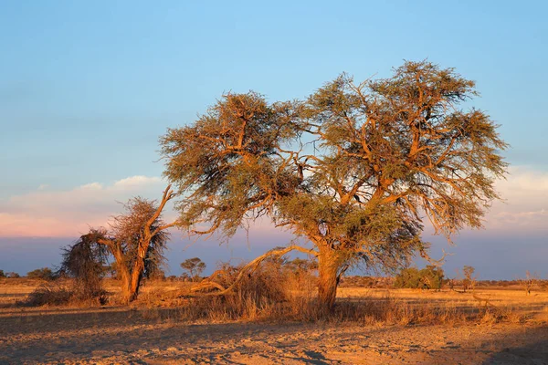 Woestijnlandschap Met Een Doorn Boom Bij Zonsondergang Kalahari Woestijn Zuid — Stockfoto