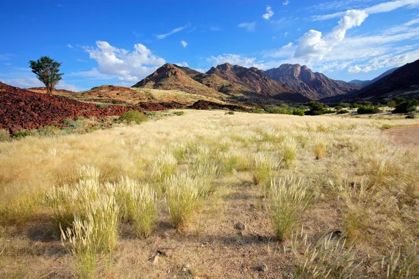 Paysage Montagne Brandberg Avec Plaines Herbeuses Arbres Namibie — Photo