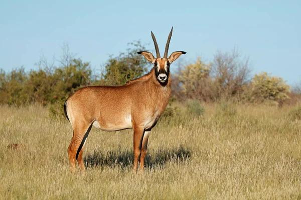 Rzadkie Roan Antelope Hippotragus Equinus Naturalnym Środowisku Republika Południowej Afryki — Zdjęcie stockowe