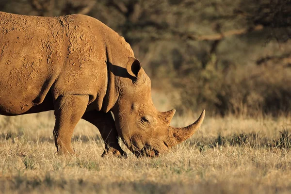 Белый Носорог Ceratotherium Simum Выпас Естественной Среде Обитания Южная Африка — стоковое фото