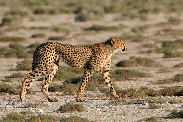 Тревога Гепарда Acinonyx Jubatus Охоте Национальный Парк Этоша Намибия Лицензионные Стоковые Изображения