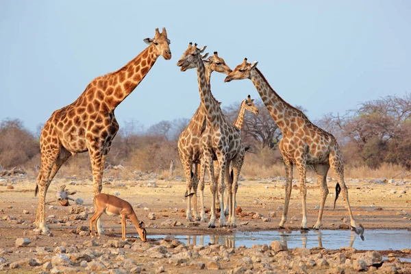 Giraffe Herd Giraffa Camelopardalis Waterhole Etosha National Park Namibia — Stock Photo, Image