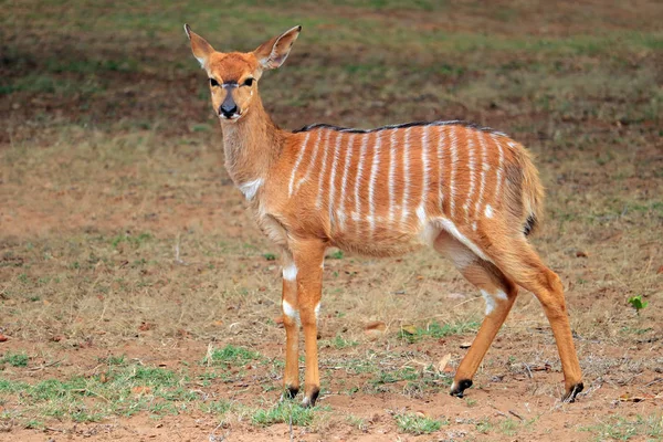 stock image Female Nyala antelope (Tragelaphus angasii), Mkuze game reserve, South Africa