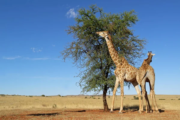 长颈鹿 Giraffa 鹿豹座 在荆棘树上觅食 — 图库照片