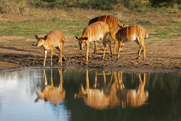 Female Nyala Antelopes Tragelaphus Angasii Drinking Water Mkuze Game Reserve — Stock Photo, Image