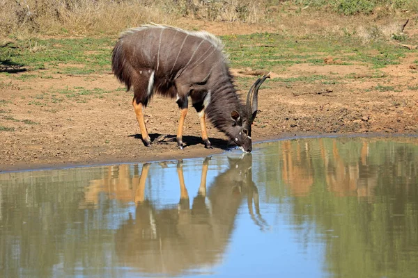 Férfi Nyala Antilop Tragelaphus Angasii Ivóvíz Mkuze Vadrezervátum Dél Afrika — Stock Fotó