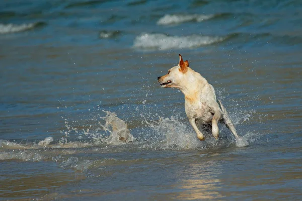 Golden Retriever Esecuzione Giocare Acque Poco Profonde Sulla Spiaggia — Foto Stock