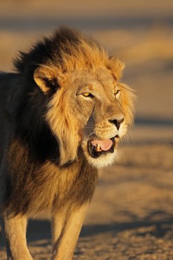 Büyük bir erkek Afrika aslanı portresi (Panthera leo), Kalahari çölü, Güney Afrika
