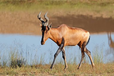 A red hartebeest antelope (Alcelaphus buselaphus) in natural habitat, South Africa clipart