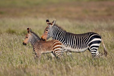 Cape dağ zebra (Equus zebra) mare ile Tay, dağ Zebra National Park, Güney Afrika
