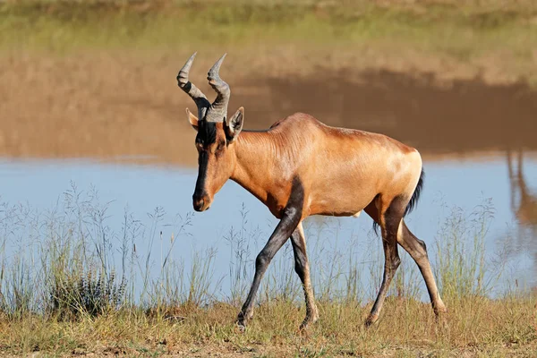 自然の生息地 南アフリカ共和国の赤いハーテビースト カモシカ Alcelaphus Buselaphus — ストック写真