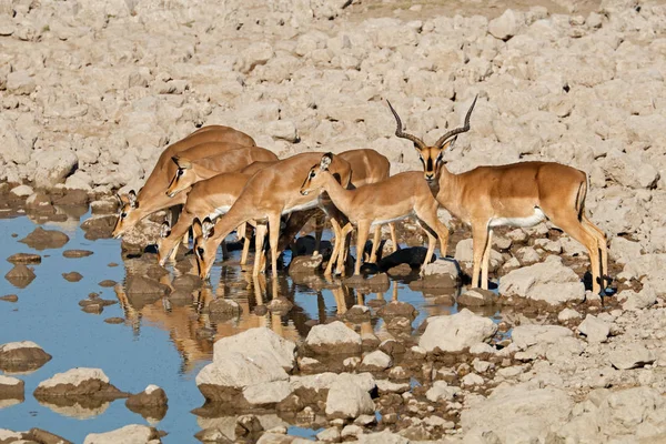 Impala Antílopes Aepyceros Melampus Buraco Água Parque Nacional Etosha Namíbia — Fotografia de Stock