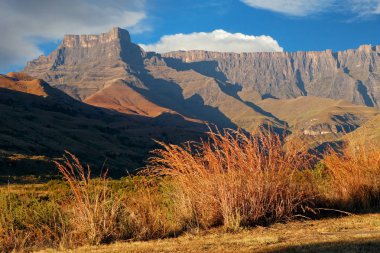 Otlar ve amfitiyatro Drakensberg Dağları, Royal Natal National Park, Güney Afrika