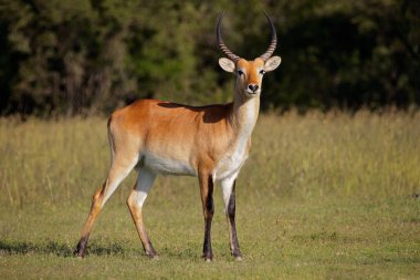Erkek kırmızı lechwe antilop (Kobus leche) doğal ortamlarında, Güney Afrika