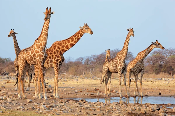 Manada Jirafas Giraffa Camelopardalis Pozo Agua Parque Nacional Etosha Namibia —  Fotos de Stock