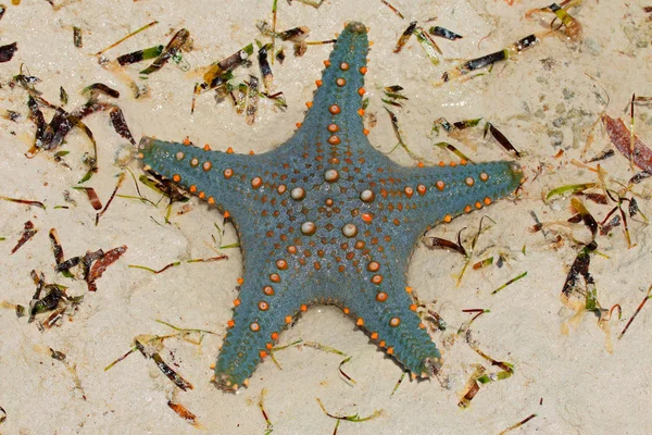 Colorful Green Orange Starfish Wet Sand Zanzibar Island — Stock Photo, Image