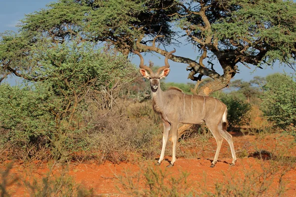 Antelope Van Mannelijke Koedoe Tragelaphus Strepsiceros Natuurlijke Habitat Zuid Afrika — Stockfoto