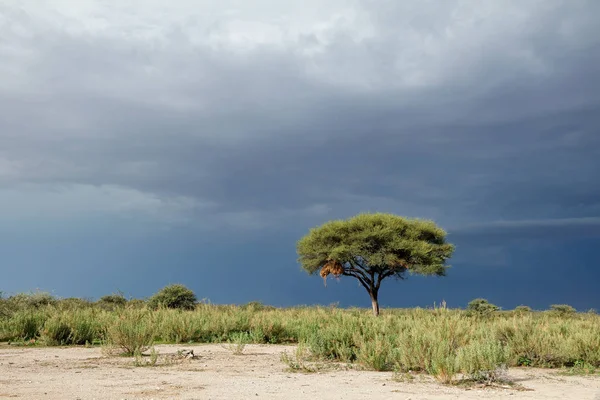 Etosha 国家公园 与一棵树对接近的风暴的黑暗的天空的风景 纳米比亚 — 图库照片