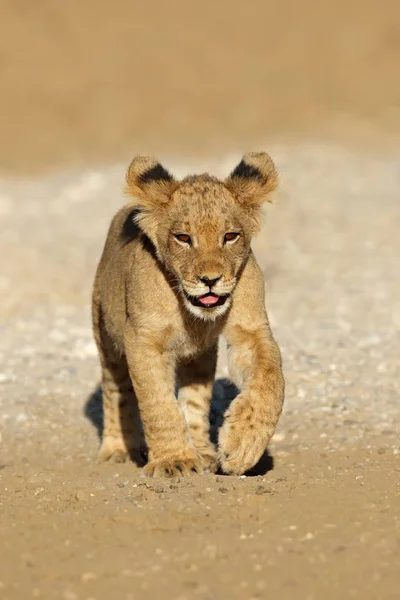 Pequeño Cachorro León Africano Panthera Leo Corriendo Desierto Kalahari Sudáfrica —  Fotos de Stock