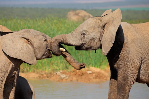 Dos Jóvenes Elefantes Africanos Loxodonta Africana Juegan Lucha Addo Elephant — Foto de Stock