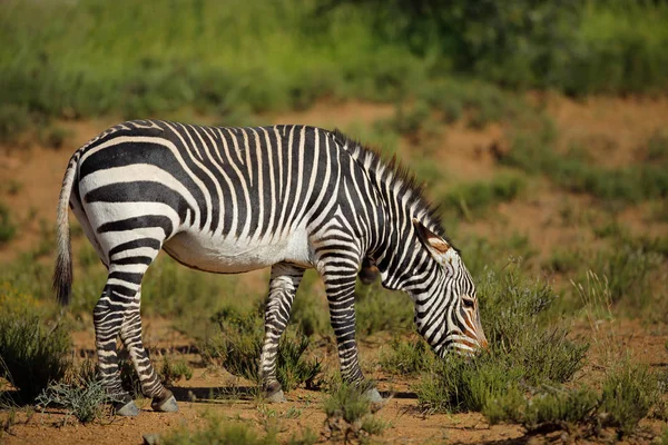 Капская Горная Зебра Equus Zebra Естественной Среде Обитания Национальный Парк — стоковое фото