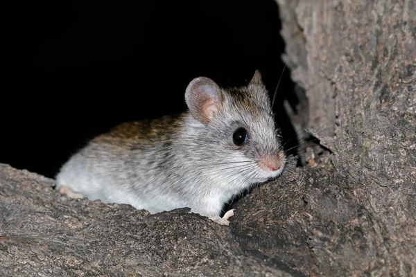 Nocturnal Akacja Drzewo Szczur Thallomys Paedulcus Siedzi Drzewie Republika Południowej — Zdjęcie stockowe