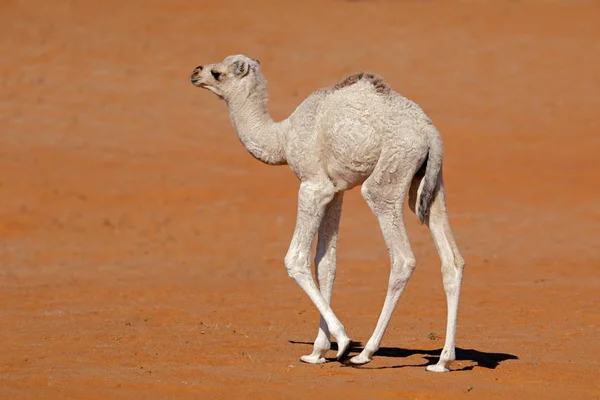 Petit Veau Chameau Marchant Sur Une Dune Sable Désert Péninsule — Photo