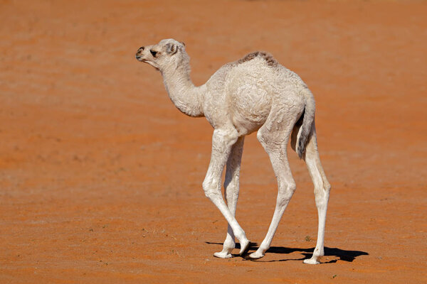 Маленький верблюжий теленок идет по песчаной дюне, Аравийский полуостров
