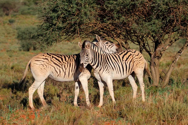 Duas Zebras Planícies Equus Burchelli Habitat Natural África Sul — Fotografia de Stock