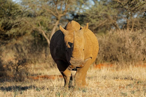 Rinoceronte Bianco Ceratotherium Simum Habitat Naturale Sud Africa — Foto Stock