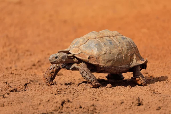 ウォーキング 南アフリカ ヒョウモンガメ Stigmochelys ポスター発表の部 — ストック写真