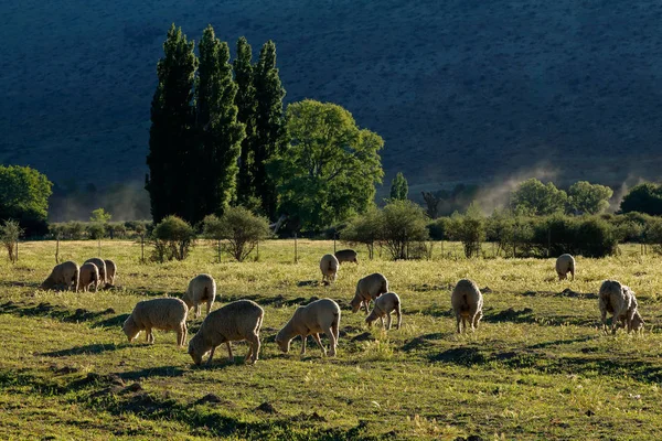 Landskap Landet Med Trær Beitemark Beitende Sauer Sent Ettermiddagen Karoo – stockfoto