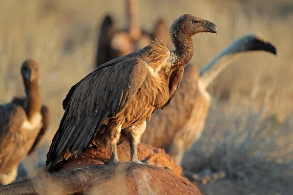 White Backed Vultures Gyps Africanus Scavenging Carcass South Africa — Stock Photo, Image