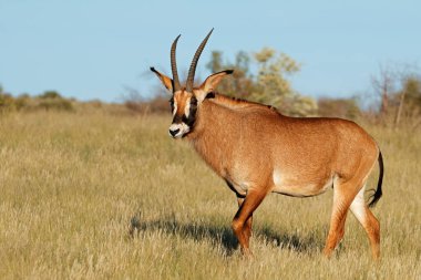 Nadir meşin antilop (Hippotragus equinus) doğal yaşam alanı, Güney Afrika