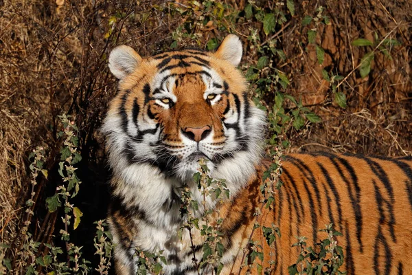 Retrato Tigre Bengala Panthera Tigris Bengalensis Habitat Natural Índia — Fotografia de Stock