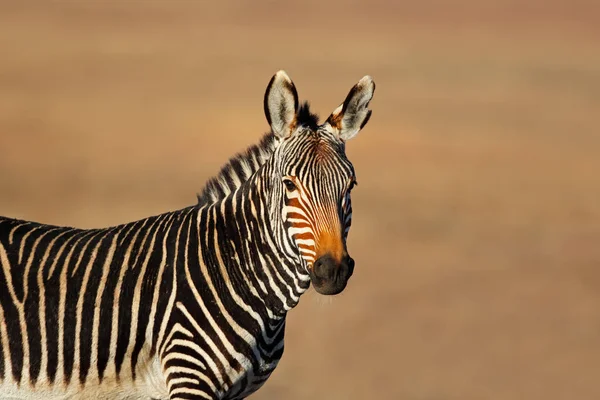 Bir Cape Dağ Zebrası Equus Zebra Portresi Dağ Zebra National — Stok fotoğraf