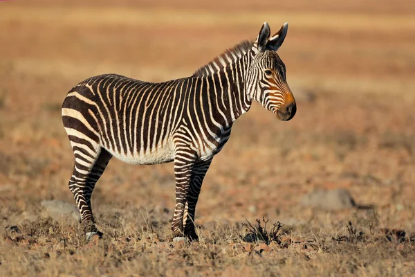 Зебра Мисі Equus Zebra Природному Середовищі Національний Парк Маунтін Зебра — стокове фото
