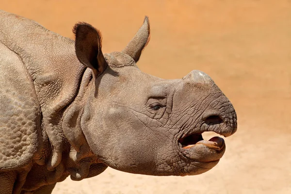 Retrato Joven Rinoceronte Indio Rhinoceros Unicornis — Foto de Stock