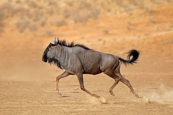 Pręgowane Connochaetes Taurinus Runningt Pustyni Kalahari Republika Południowej Afryki — Zdjęcie stockowe