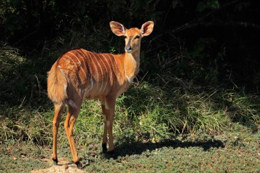 Dişi Nyala antilobu (Tragelaphus angasii), Mkuze oyun rezervi, Güney Afrika
