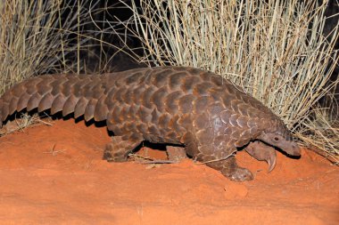 Temmincks pangolin (Manis temmincki) zemin doğal yaşam alanı, Güney Afrika