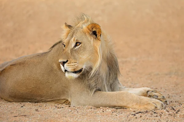 南非卡拉哈里沙漠 一只年轻的非洲公狮 Panthera Leo 的肖像 — 图库照片