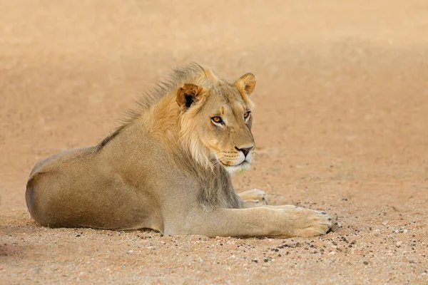 Jovem Leão Africano Panthera Leo Deserto Kalahari África Sul — Fotografia de Stock